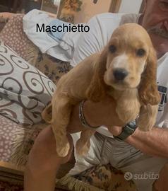 Cocker maschietto