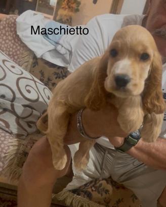 Cocker maschietto