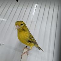 Canarini Agata giallo brinato