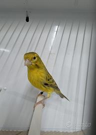 Canarini Agata giallo brinato