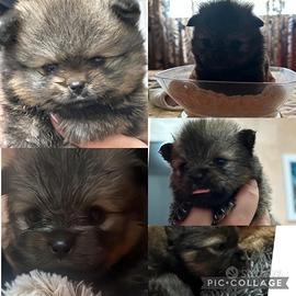 Volpino di pomerania