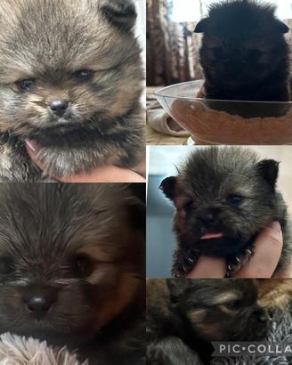 Volpino di pomerania