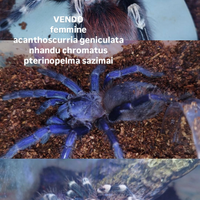 Migali/tarantole