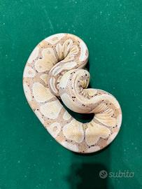 Pitone Femmina adulto