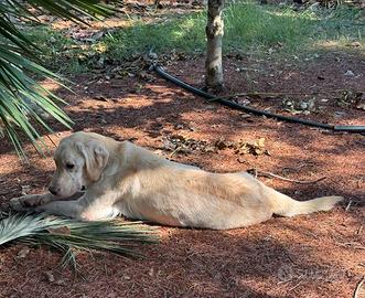 Labrador retriever femmina