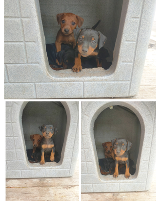 Cuccioli di zwergpinscher/pinscher nano