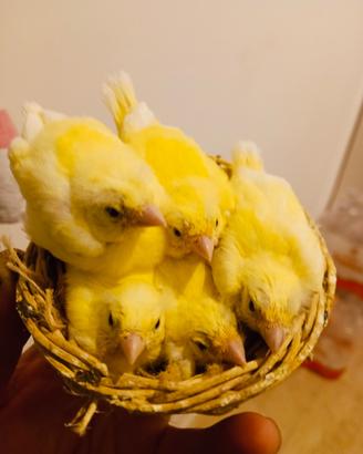 Canarini novelli svezzati e sani