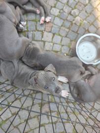American Pitbull terrier