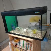 acquario 