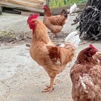 Gallo