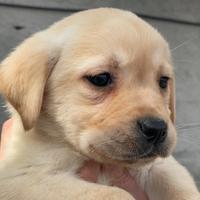 Cuccioli di Labrador retriever con Pedigree Enci