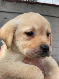 Cuccioli di Labrador retriever con Pedigree Enci