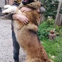 Cuccioli di pastore del caucaso