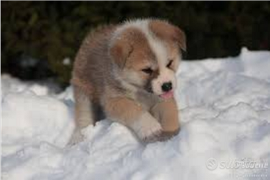 Akita Inu con pedigree ENCI