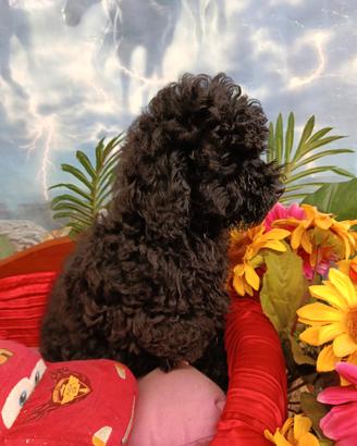 Colore Nero Black Barboncina Taglia Toy