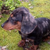 Bassottini,bassotto tedesco kaninchen e nano