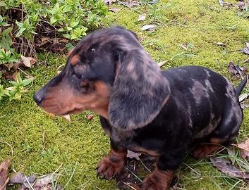 Bassottini,bassotto tedesco kaninchen e nano