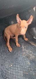 Cirneco