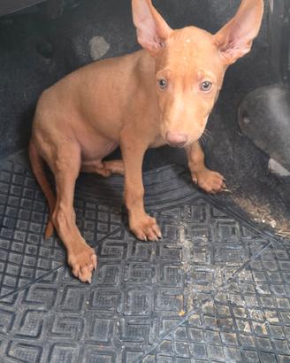 Cirneco