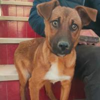 Mia è una cagnolina taglia piccola