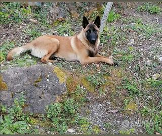 Cuccioli Pastore Belg Malinois