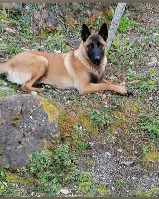 Cuccioli Pastore Belg Malinois