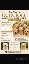 Cuccioli golden retriever