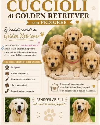 Cuccioli golden retriever