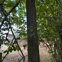 Alberi di noce
