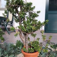 ALBERO DI GIADA - L'albero della Fortuna