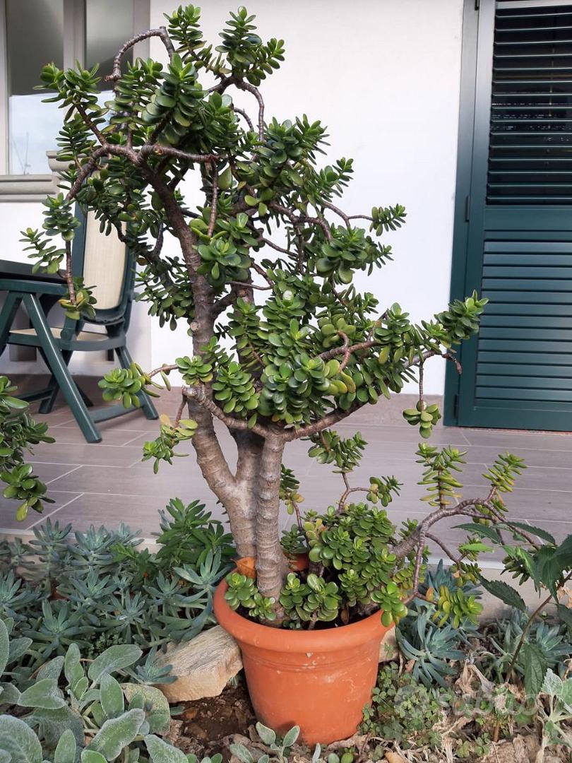 Albero di Giada: attenzione alle foglie rosse