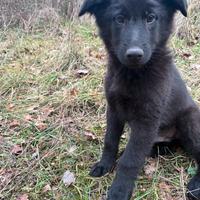 Cucciolo di pastore del lagorai