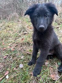 Cucciolo di pastore del lagorai