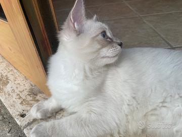 Gatti ragdoll