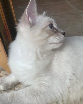 Gatti ragdoll