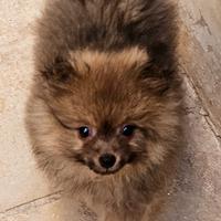 Spitz della Pomerania, cuccioli piccolissimi