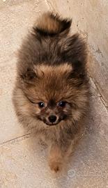 Spitz della Pomerania, cuccioli piccolissimi