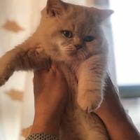 Cuccioli British Shorthair