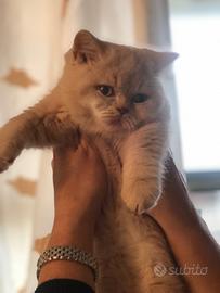 Cuccioli British Shorthair