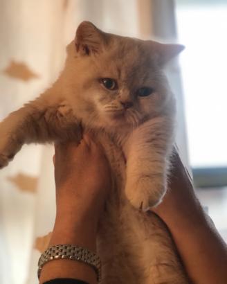 Cuccioli British Shorthair
