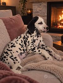 Femmina dalmata pedigree