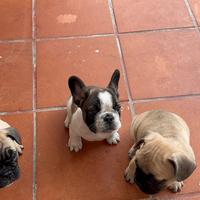 Bulldog Francese