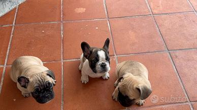 Bulldog Francese