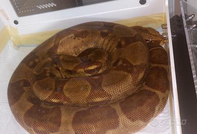 Serpenti