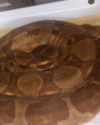 Serpenti