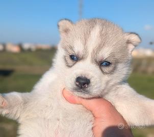 Cuccioli di Siberian Husky