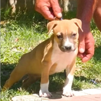 Amstaf cuccioli