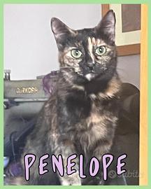 Penelope gattina