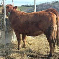 Torelli/Manze/Mucche di razza Limousine Bio