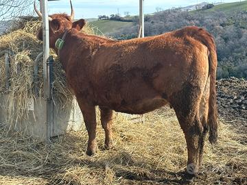 Torelli/Manze/Mucche di razza Limousine Bio